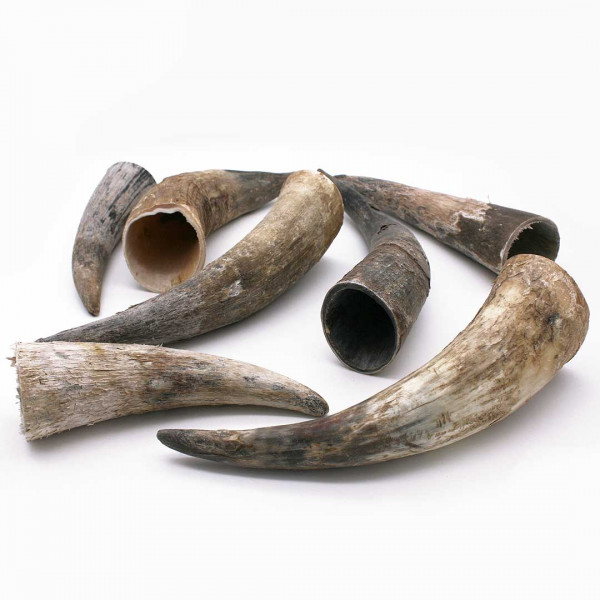 Rinderhörner roh 15 bis 30cm 0547