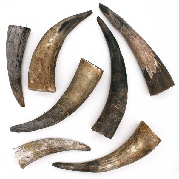 Bastelhörner Rind 15 bis 30cm 0547