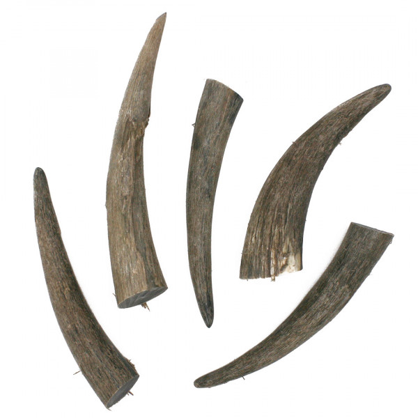 Hornenden Rind Hornspitzen 3664
