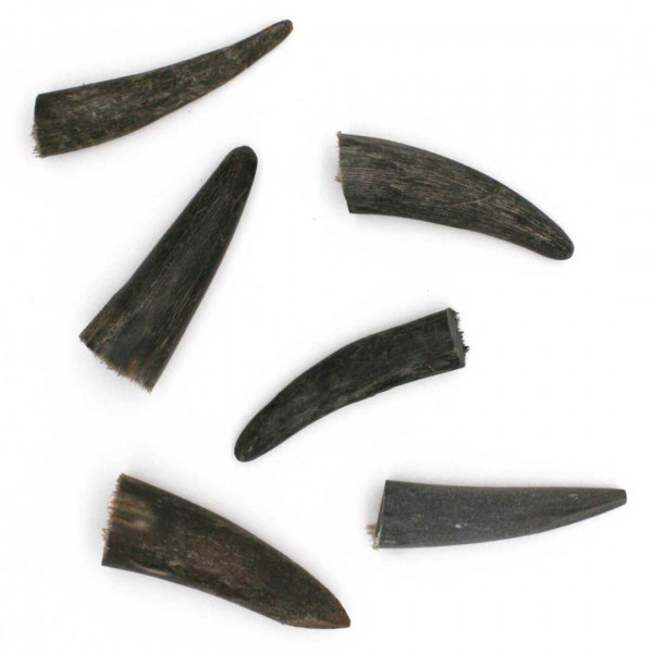 Hornspitzen Rinderhorn 0778